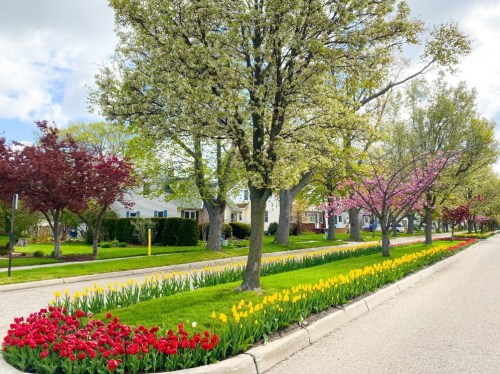 A vibrant street lined with blooming trees and colorful flower beds of red and yellow tulips.