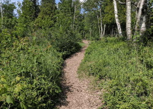 A winding dirt path through lush greenery and trees on a sunny day.