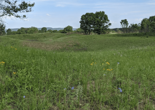 Lush green landscape with rolling hills, scattered wildflowers, and trees under a clear blue sky.