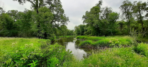 Lush green landscape with a winding river surrounded by trees and tall grass under a cloudy sky.