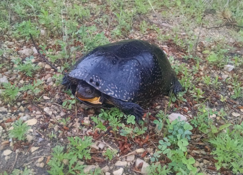 A black turtle with yellow markings on its face, resting on the ground among small green plants and pebbles.