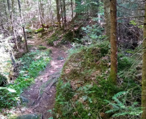A narrow, winding trail through a lush forest with moss-covered rocks and trees.