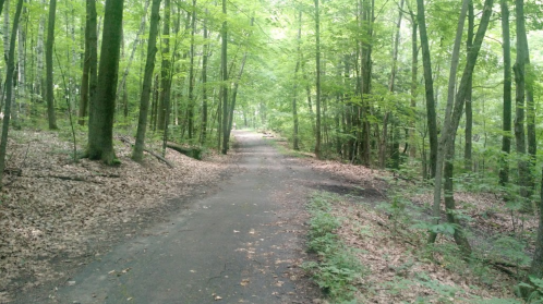 A serene forest path surrounded by lush green trees and scattered leaves on the ground.