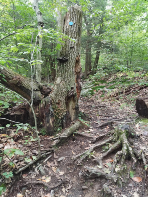 A wooded trail with a large, weathered tree trunk and exposed roots, surrounded by lush green foliage.