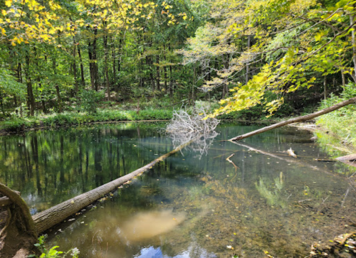 A serene pond surrounded by lush green trees, with a fallen log partially submerged in the water.