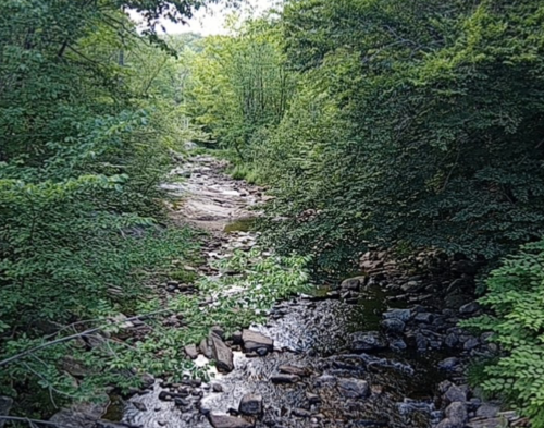 A serene forest scene featuring a rocky stream surrounded by lush green trees and foliage.