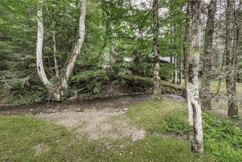 A serene forest scene with a small stream flowing through lush greenery and trees.