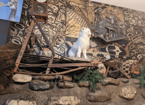 A taxidermied white animal on a wooden display, surrounded by various artifacts against a patterned wall.