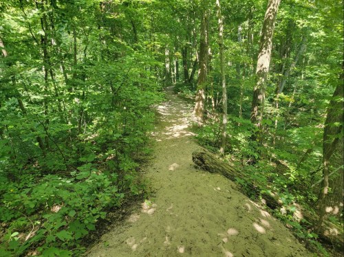 A sandy path winding through a lush green forest with sunlight filtering through the trees.