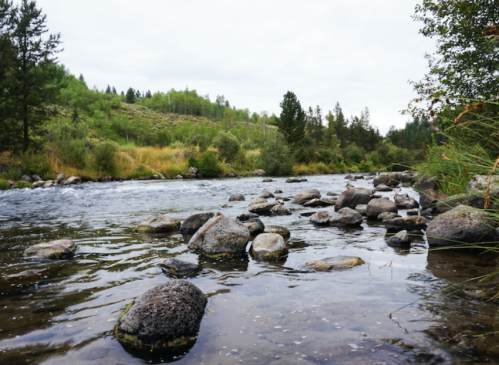 A serene river scene with smooth stones, surrounded by lush greenery and trees under a cloudy sky.