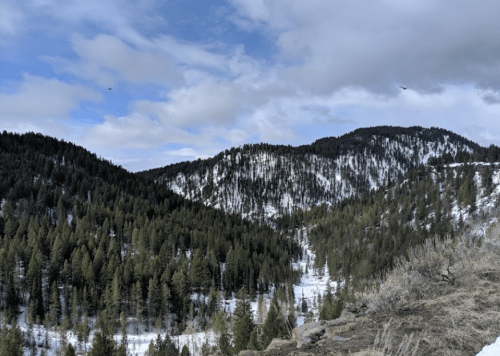 A scenic view of snow-covered mountains surrounded by dense evergreen trees under a partly cloudy sky.