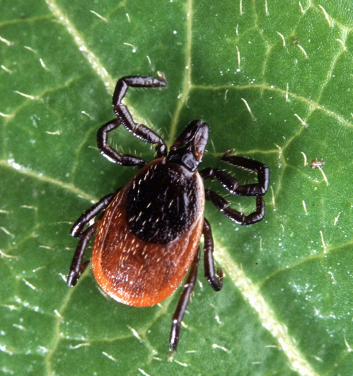 A close-up of a tick on a green leaf, showcasing its brown and black body and distinct legs.