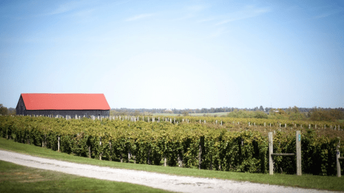 A scenic vineyard with rows of grapevines and a red-roofed barn under a clear blue sky.