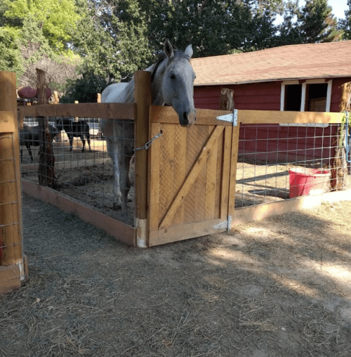 A gray horse peeks over a wooden fence in a barnyard with a red building in the background.