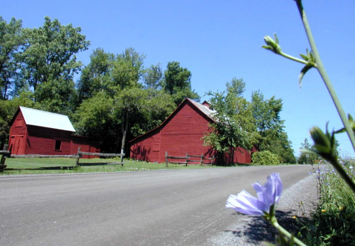 A red barn and shed beside a gravel road, with green trees and a blue sky in the background, and a flower in the foreground.