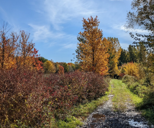 A scenic path through a vibrant autumn landscape with colorful trees and a clear blue sky.