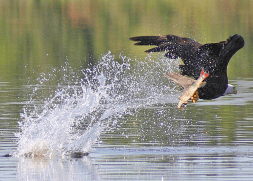 A bald eagle catches a fish, splashing water as it takes off from the surface.