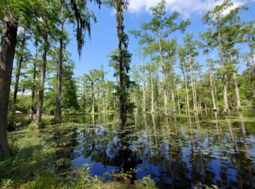 Lush green trees surround a tranquil pond, reflecting the blue sky and greenery in calm waters.