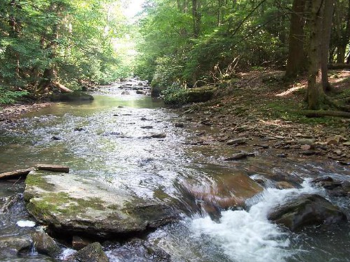 A serene stream flows through a lush green forest, with rocks scattered along the water's edge.