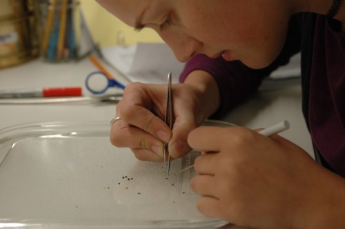 A person using tweezers to examine small seeds on a clear surface, focused on their task.