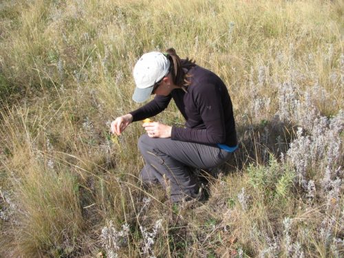A person crouches in a grassy field, examining a small object among the plants.
