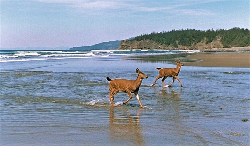 Two deer running along a sandy beach with gentle waves and a forested coastline in the background.