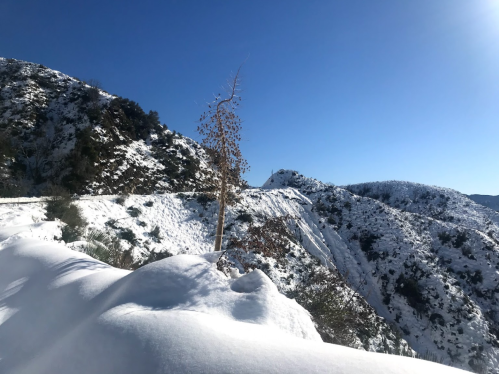 Snow-covered mountains under a clear blue sky, with a lone tree standing on a snowy slope.