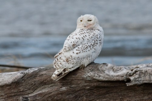 A snowy owl perched on a log, facing away, with a blurred background of water and grass.