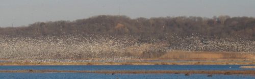 A flock of birds flies over a tranquil lake, with trees and hills in the background under a clear sky.