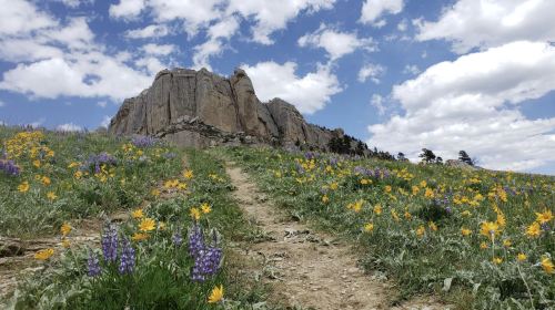 A scenic trail leads through a field of wildflowers, with a rocky outcrop and blue sky in the background.