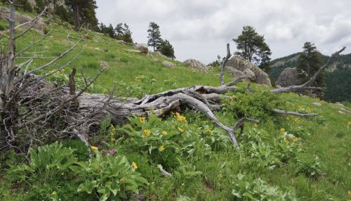 A fallen tree trunk surrounded by vibrant green grass and wildflowers on a hillside with distant mountains.