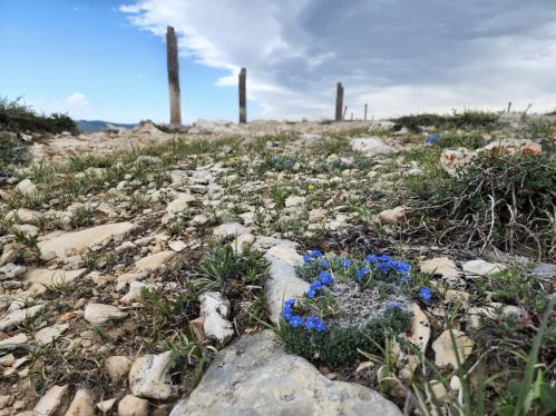 A cluster of blue flowers grows among rocky terrain, with distant wooden posts and a cloudy sky in the background.