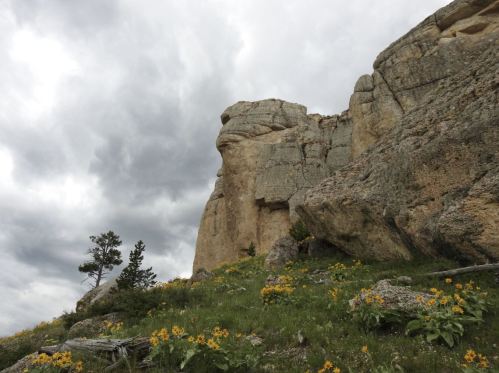 A rocky cliffside with a few trees and vibrant yellow wildflowers under a cloudy sky.