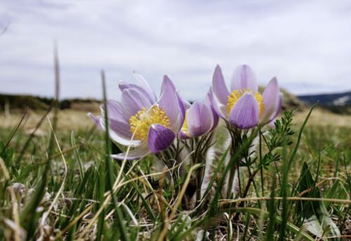 A cluster of purple flowers with yellow centers blooming in a grassy field under a cloudy sky.