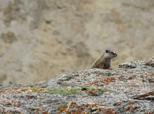 A small mammal perched on a rocky surface, with a blurred rocky background.
