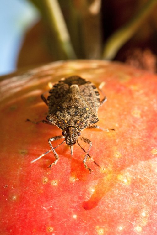 A close-up of a brown bug on a red apple, showcasing its detailed texture and features against the fruit's surface.