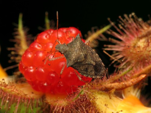 A close-up of a brown bug perched on a bright red raspberry, surrounded by spiky plant features.