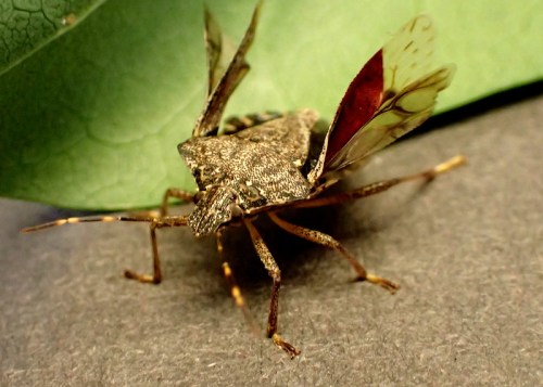 Close-up of a brown insect with patterned wings resting on a green leaf, showcasing its detailed texture and features.