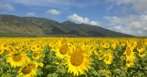 A vibrant field of sunflowers stretches towards mountains under a blue sky with fluffy clouds.