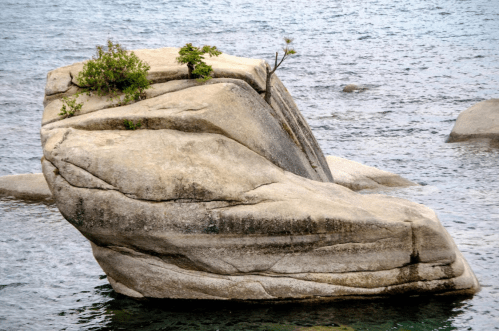 A large, smooth rock partially submerged in water, with a small green plant growing on top.