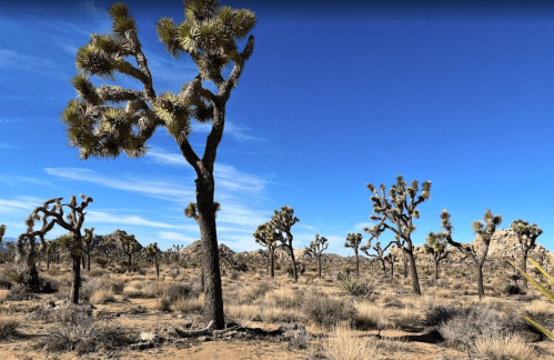 A desert landscape featuring several Joshua trees under a clear blue sky.