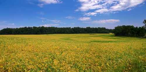 A vast field of yellowing crops under a blue sky with scattered clouds, bordered by a green tree line.