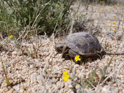 A tortoise walking on rocky ground surrounded by small yellow flowers and green plants.