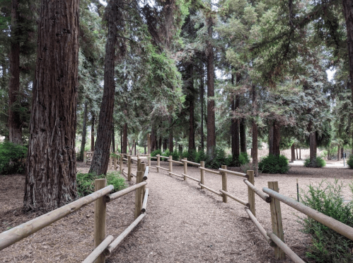 A winding path through a forest of tall trees, bordered by a wooden fence and surrounded by greenery.