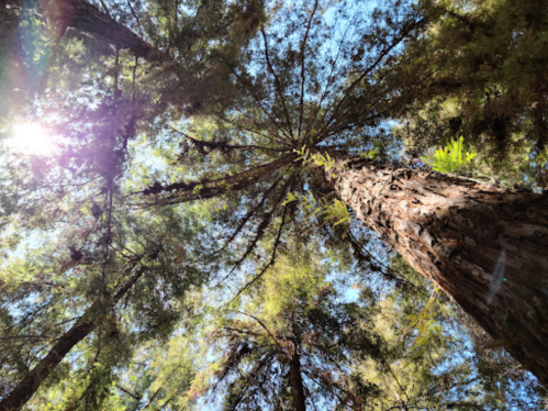 Looking up at tall trees with sunlight filtering through the leaves in a lush forest.
