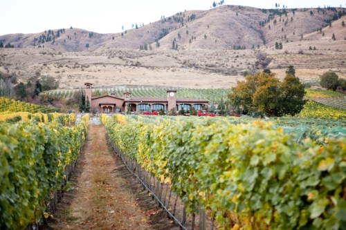 A scenic vineyard with rows of grapevines leading to a rustic building, set against rolling hills.