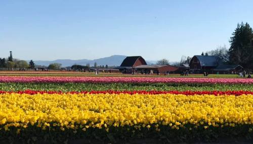 A vibrant field of tulips in various colors, with barns and mountains in the background under a clear blue sky.