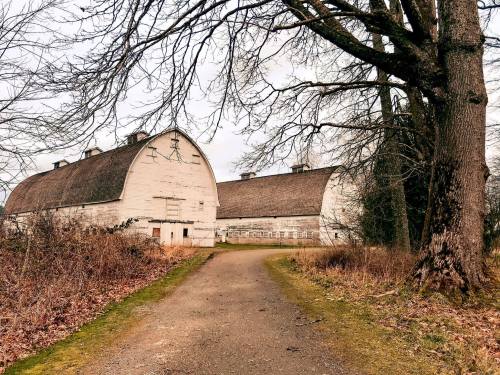 A gravel path leads to two large, white barns surrounded by bare trees and overgrown grass.