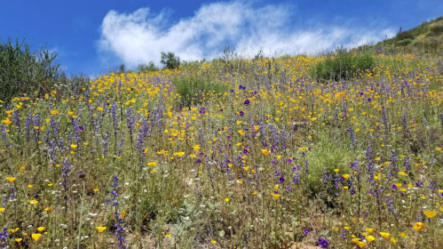 A vibrant hillside covered in yellow and purple wildflowers under a blue sky with fluffy white clouds.