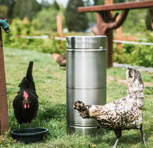 Two chickens near a metal keg in a grassy area, with trees and a picnic table in the background.